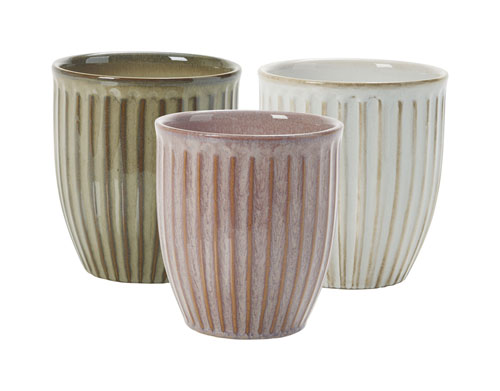 Rud Antonio orchid assorted